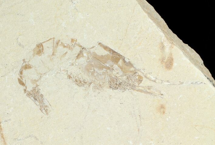 Cretaceous Fossil Shrimp - Lebanon #69980